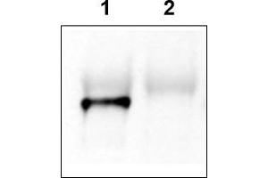 Image no. 2 for anti-GRP1 (General Receptor For phosphoinositides 1)-Associated Scaffold Protein (GRASP) (N-Term) antibody (ABIN401381) (Tamalin/GRASP anticorps  (N-Term))