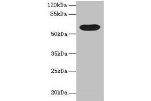 Western blot All lanes: BTN3A1 antibody at 12 μg/mL + Mouse liver tissue Secondary Goat polyclonal to rabbit IgG at 1/10000 dilution Predicted band size: 58, 40, 42, 53 kDa Observed band size: 58 kDa (BTN3A1 anticorps  (AA 30-254))