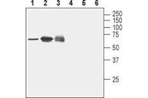 Western blot analysis of rat spleen lysate (lanes 1 and 4), human Jurkat T cell leukemia cell lysate (lanes 2 and 5) and human K562 erythroleukemia cell lysate (lanes 3 and 6): - 1-3. (Nectin-2 anticorps  (Extracellular, N-Term))