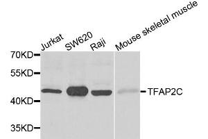 Western blot analysis of extracts of various cells, using TFAP2C antibody. (TFAP2C anticorps)