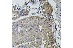 Immunohistochemistry of paraffin-embedded human stomach using UBE2S antibody.