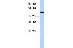WB Suggested Anti-HRG Antibody Titration:  0. (HRG anticorps  (Middle Region))