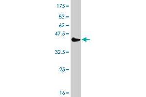Western Blot detection against Immunogen (36. (POLI anticorps  (AA 616-715))