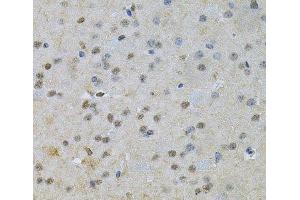 Immunohistochemistry of paraffin-embedded Mouse brain using NRF1 Polyclonal Antibody at dilution of 1:100 (40x lens). (NRF1 anticorps)