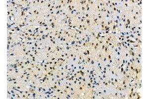 ABIN7095569 and ABIN7099627 at 1/100 staining rat stomach tissue by IHC-P.