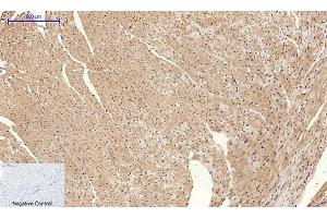 Immunohistochemical analysis of paraffin-embedded mouse heart tissue. (Cyclin A anticorps  (AA 190-270))