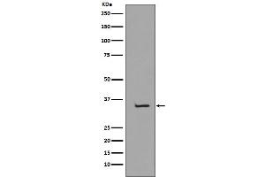Western blot analysis of TBP expression in K562 cell lysate.