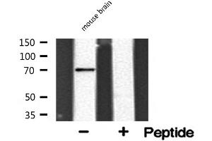 Western blot analysis of hnRNP Q expression in Mouse brain lysate