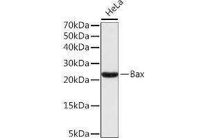 Western blot analysis of extracts of HeLa cells, using Bax antibody . (BAX anticorps)