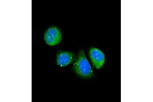 Confocal immunofluorescent analysis of ASPN Antibody (Center) (ABIN390536 and ABIN2840879) with 293 cell followed by Alexa Fluor® 488-conjugated goat anti-rabbit lgG (green). (Asporin anticorps  (AA 242-269))