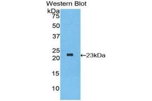 Western blot analysis of the recombinant protein. (IFNA2 anticorps  (AA 24-188))