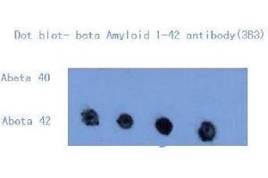 Western Blotting (WB) image for anti-Amyloid beta (Abeta) (C-Term) antibody (ABIN1105356) (beta Amyloid anticorps  (C-Term))