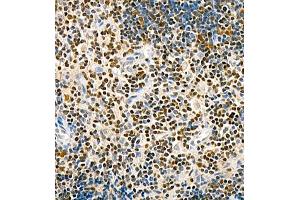 Immunohistochemistry of paraffin embedded rat thymus using TCF7 (ABIN7075952) at dilution of 1:600 (400x lens) (TCF7 anticorps)