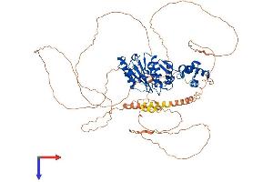 AlphaFold protein structure predicition of Mouse Recombinant Senp5 Protein, UniprotID Q6NXL6