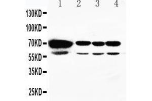 Anti-HSPA2 antibody, Western blotting Lane 1: Rat Testis Tissue Lysate Lane 2: A549 Cell Lysate Lane 3: MCF-7 Cell Lysate Lane 4: HELA Cell Lysate