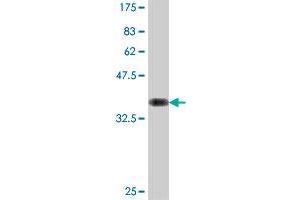 Western Blot detection against Immunogen (37. (PANK1 anticorps  (AA 310-409))