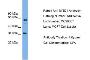 WB Suggested Anti-MITD1  Antibody Titration: 0.