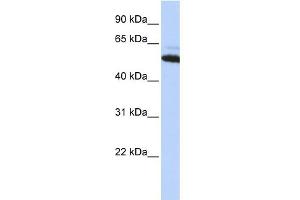 WB Suggested Anti-ATE1 Antibody Titration:  0. (ATE1 anticorps  (Middle Region))