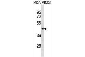 SPRYD5 Antibody (N-term) (ABIN1881827 and ABIN2838824) western blot analysis in MDA-M cell line lysates (35 μg/lane).