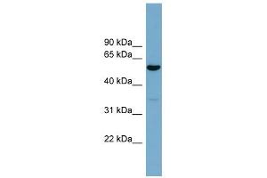 ACTR10 antibody used at 1 ug/ml to detect target protein. (ACTR10 anticorps)