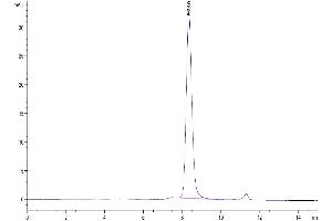 The purity of Human CYTL1/C17 is greater than 95 % as determined by SEC-HPLC.