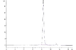 The purity of Human CYTL1/C17 is greater than 95 % as determined by SEC-HPLC. (CYTL1 Protein (AA 23-136) (Fc Tag))