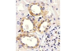 Antibody staining EGF in Human kidney tissue sections by Immunohistochemistry (IHC-P - paraformaldehyde-fixed, paraffin-embedded sections). (EGF anticorps  (AA 690-720))