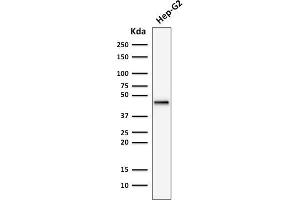 Western Blot Analysis of human Hep-G2 cell lysate using Cytokeratin 19 Recombinant Mouse Monoclonal Antibody (rKRT19/799).
