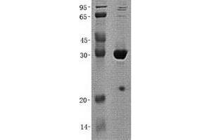 Validation with Western Blot