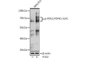 Western blot analysis of extracts of NIH/3T3 cells, using Phospho-PDK1/PDPK1-S241 pAb (ABIN6135282, ABIN6136186, ABIN6136187 and ABIN6225525) at 1:1000 dilution. (PDPK1 anticorps  (pSer241))