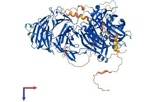 AlphaFold protein structure predicition of Mouse Recombinant Llgl2 Protein, UniprotID Q3TJ91