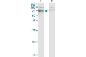 Western Blot analysis of SOX9 expression in transfected 293T cell line by SOX9 monoclonal antibody (M02), clone 3C10.