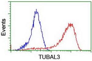 Image no. 11 for anti-Tubulin, alpha-Like 3 (TUBAL3) (AA 150-446) antibody (ABIN1490956)