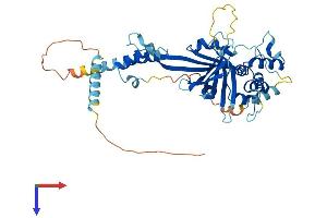 AlphaFold protein structure predicition of Mouse Recombinant Fbxo9 Protein, UniprotID Q8BK06