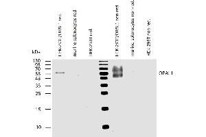Western blotting analysis of human OPAL1 using mouse monoclonal antibody OPAL1-01 on lysates of HEK-293T/OPAL1 transfectants, and of murine splenocytes and HEK-293T cells (negative controls) under reducing and non-reducing conditions. (OPAL1 anticorps  (AA 152-342))