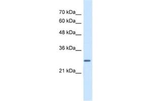 Western Blotting (WB) image for anti-Enoyl CoA Hydratase, Short Chain, 1, Mitochondrial (ECHS1) antibody (ABIN2462885) (ECHS1 anticorps)