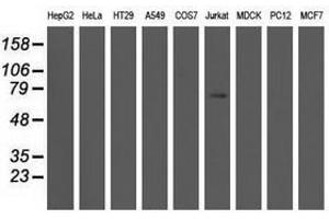 Image no. 1 for anti-rho GTPase Activating Protein 25 (ARHGAP25) antibody (ABIN1496703) (ARHGAP25 anticorps)