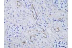 Immunohistochemistry of paraffin-embedded rat kidney using AQP3 antibody.