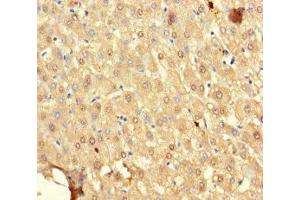 Immunohistochemistry of paraffin-embedded human liver tissue using ABIN7169647 at dilution of 1:100