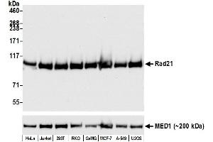 Western Blotting (WB) image for anti-RAD21 Homolog (RAD21) (AA 581-631) antibody (ABIN7449353)