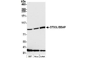 anti-Deltex E3 ubiquitin ligase 3L (DTX3L) (C-Term) antibody