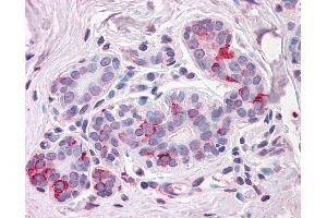 Anti-NPTN antibody IHC of human breast. (NPTN anticorps  (Internal Region))