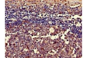 Immunohistochemistry of paraffin-embedded human tonsil tissue using ABIN7167593 at dilution of 1:100 (RGS18 anticorps  (AA 28-84))