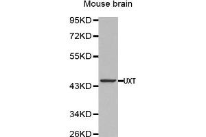 Western Blotting (WB) image for anti-Ubiquitously-Expressed, Prefoldin-Like Chaperone (UXT) antibody (ABIN1875305) (UXT anticorps)