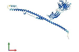 AlphaFold protein structure predicition of Human Recombinant CRLF3 Protein, UniprotID Q8IUI8