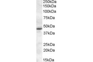 Western Blotting (WB) image for anti-Melatonin Receptor 1A (MTNR1A) (AA 132-144) antibody (ABIN490538) (Melatonin Receptor 1A anticorps  (AA 132-144))