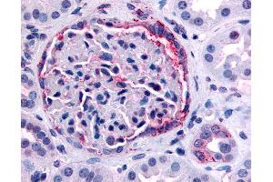 Anti-INPP5J / PIB5PA antibody IHC of human kidney. (INPP5J anticorps  (C-Term))