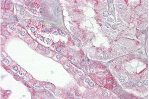 Immunohistochemistry with Kidney tissue at an antibody concentration of 5µg/ml using anti-SPTAN1 antibody (ARP58532_P050)