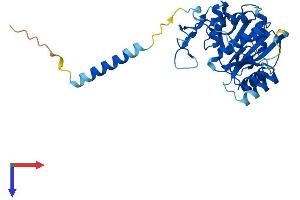 AlphaFold protein structure predicition of Human Recombinant B3GALNT1 Protein, UniprotID O75752