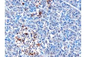 ABIN185002 (10µg/ml) staining of paraffin embedded Human Pancreas. (IFIH1 anticorps  (N-Term))